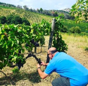 A man picking a bunch of grapes in a vineyard, surrounded by rows of vines and green hills in the background.